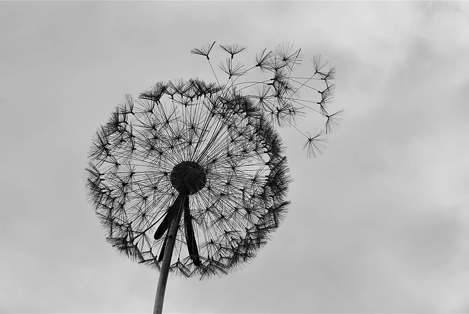 Dandelion seed head with seeds drifting away, representing thoughts and memory New Day Therapies Hull